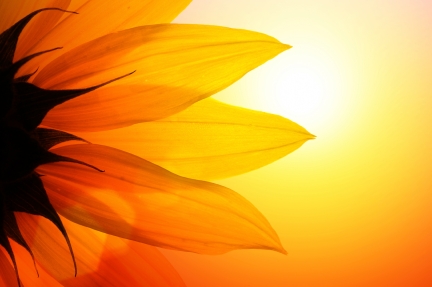 Sunflower & Sunshine